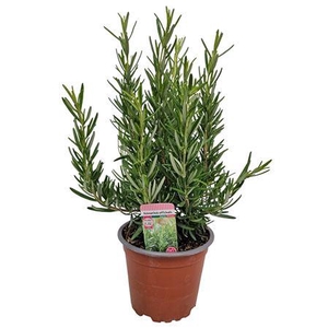 Rosmarinus Officinalis Bush - 1154