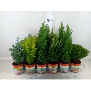 Conifers   ...mix