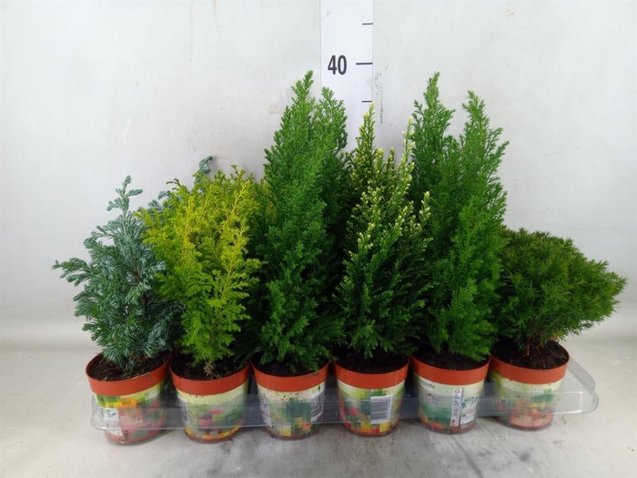 <h4>Conifers   ...mix</h4>