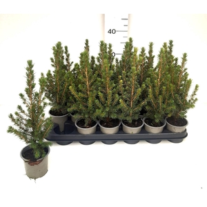 PICEA GL CONICA