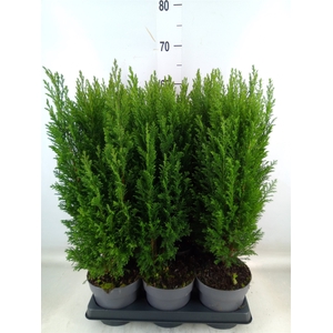 Chamaecyparis laws. 'Ellwoodii'