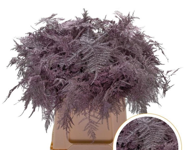 <h4>Asparagus 1e Veren Antiek Pink</h4>