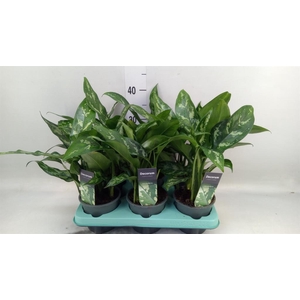 Aglaonema  'Maria'