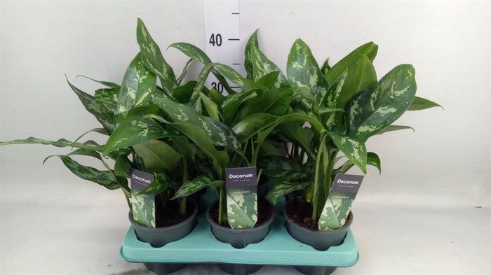 <h4>Aglaonema  'Maria'</h4>