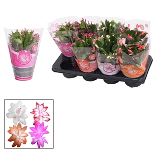 Schlumbergera - 13 cm - mix