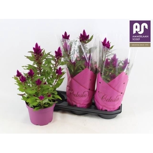 CEL DEEP PURPLE