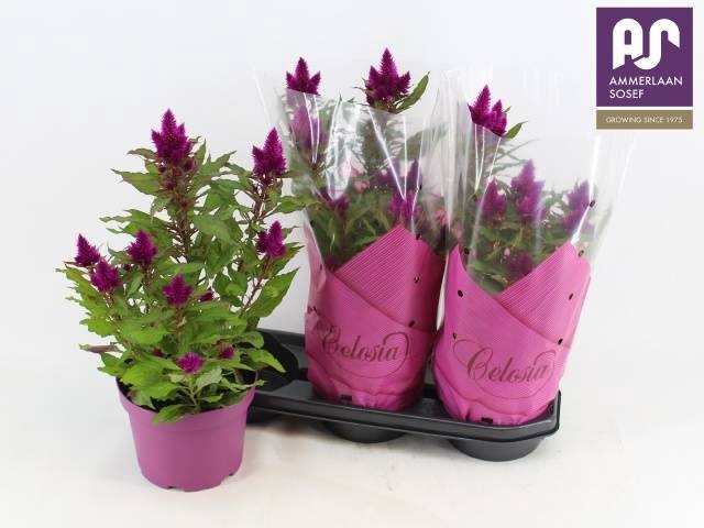 <h4>CEL DEEP PURPLE</h4>