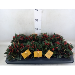 Peperomia caperata 'Rosso'