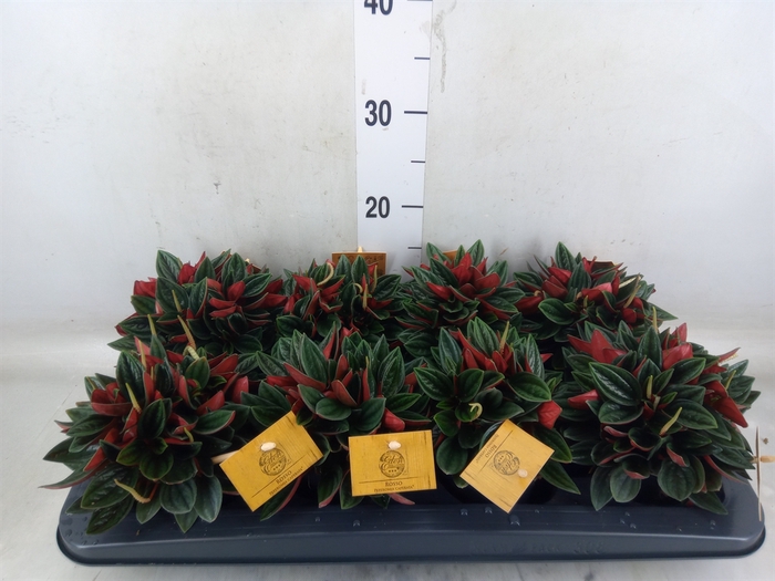 <h4>Peperomia caperata 'Rosso'</h4>