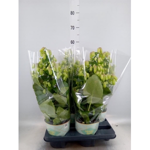 Kalanchoe  'Magic Bell'