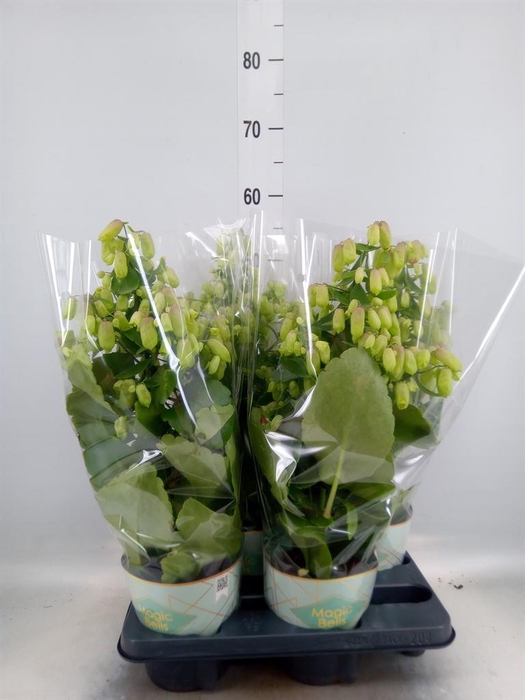 <h4>Kalanchoe  'Magic Bell'</h4>