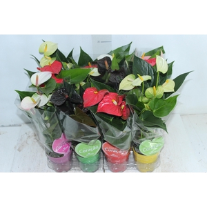 ANTHURIUM VARIADO P09