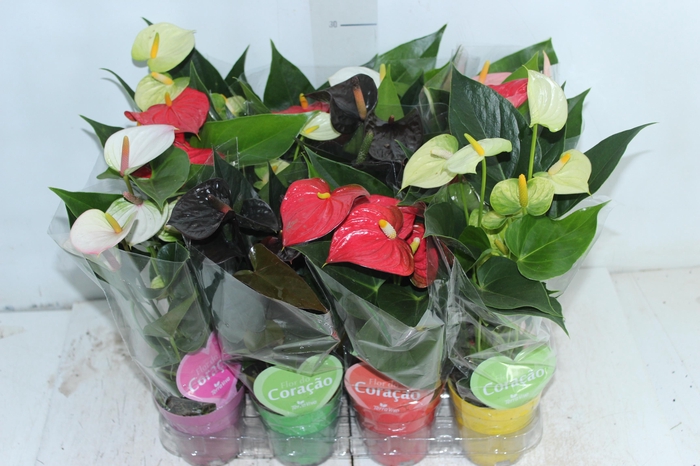 <h4>ANTHURIUM VARIADO P09</h4>