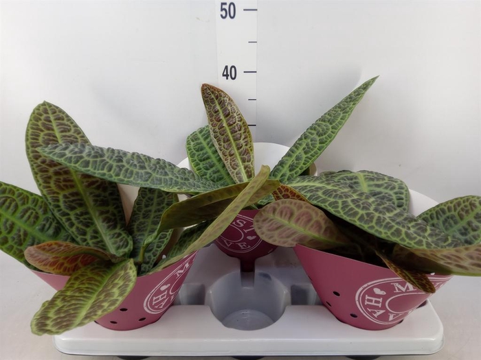 <h4>Labisia obtusifolia 'Kura Kura'</h4>