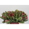 Protea Robijn