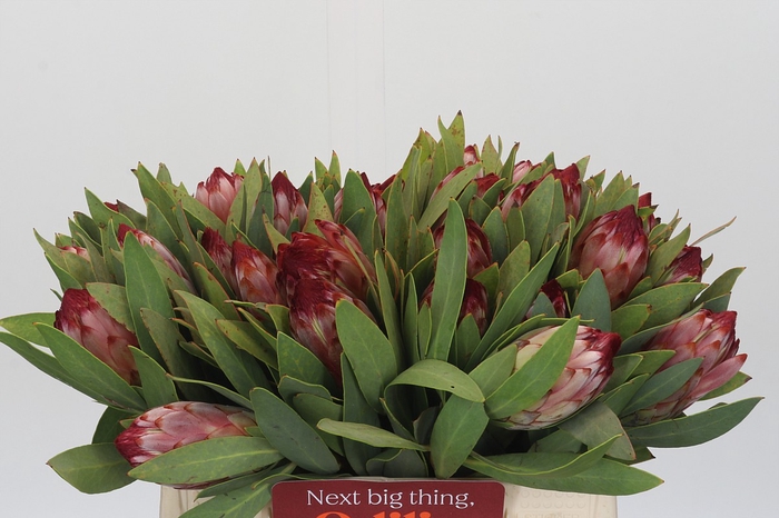 <h4>Protea Robijn</h4>