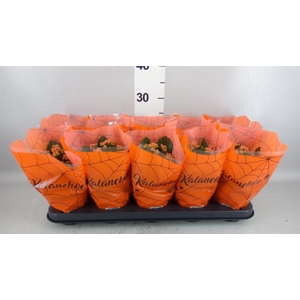 Kalanchoe blos. 'Perfecta Orange'