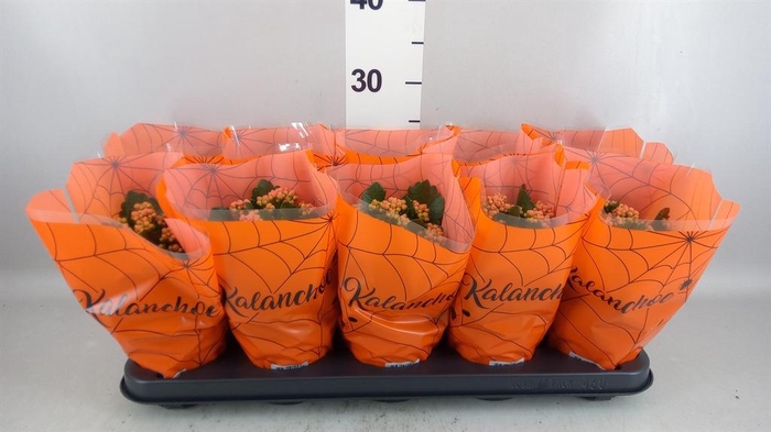 <h4>Kalanchoe blos. 'Perfecta Orange'</h4>