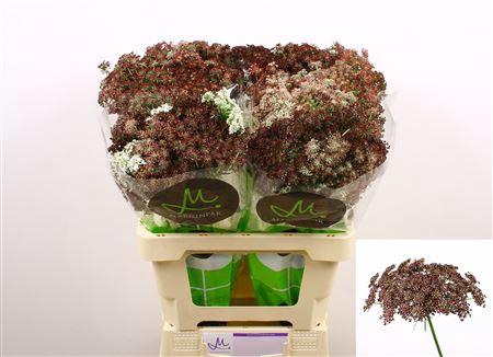 <h4>DAUCUS CAROTA DARA</h4>