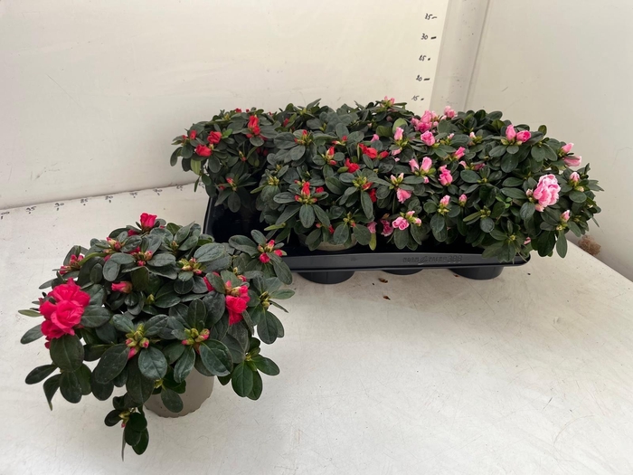 <h4>RHODO SI GEM</h4>