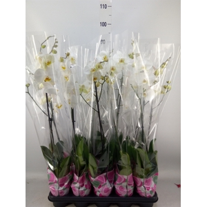 Phalaenopsis   ...white