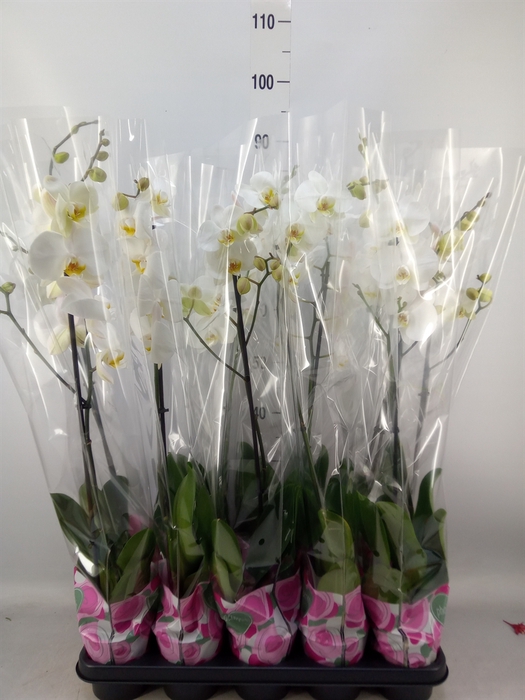 <h4>Phalaenopsis   ...white</h4>