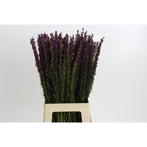 Liatris Callilepis