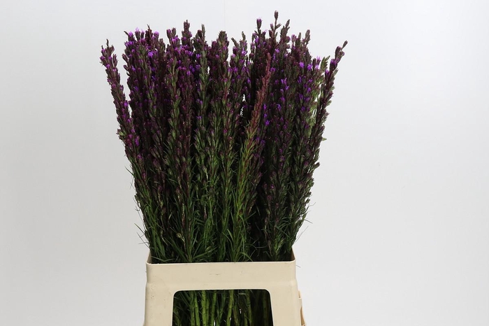 <h4>Liatris Callilepis</h4>