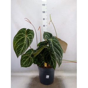 Anthurium crys. 'Karma Crystal Hyb'