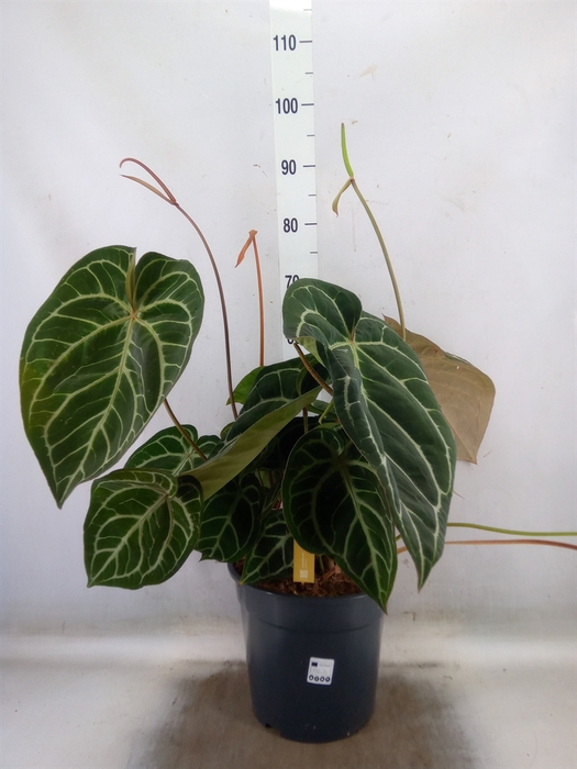 <h4>Anthurium crys. 'Karma Crystal Hyb'</h4>