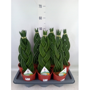 Sansevieria cyl.  ...