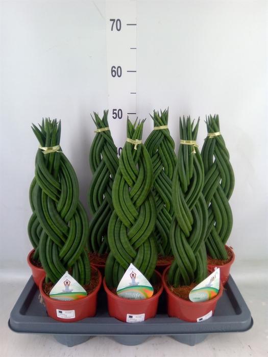 <h4>Sansevieria cyl.  ...</h4>