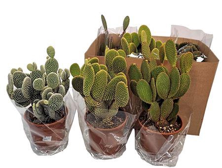 <h4>Opuntia Microdasys 2pp Mix 3 Sort - 5466</h4>