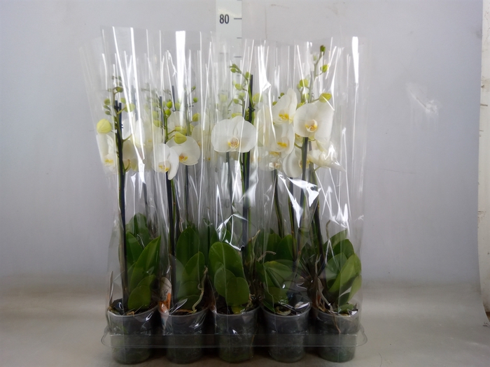 <h4>Phalaenopsis   ...</h4>