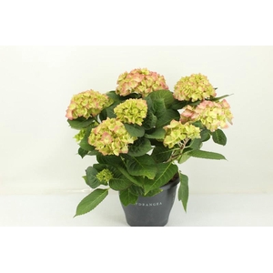 Hydrangea Gemengd salmon Sweet Dreams
