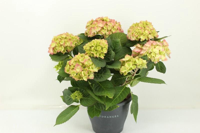 <h4>Hydrangea Gemengd salmon Sweet Dreams</h4>