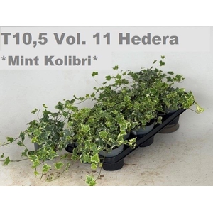 HED HE MINT KOLIBRI