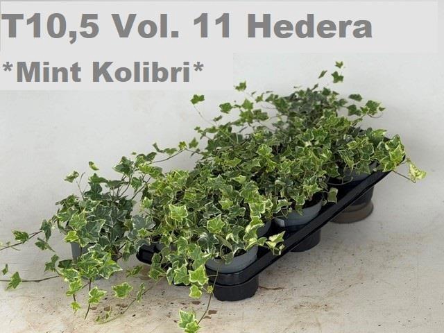 <h4>HED HE MINT KOLIBRI</h4>