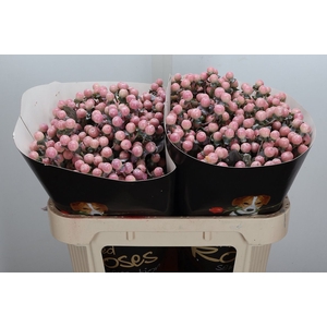 Hypericum Wx Oceana