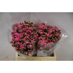 Kalanchoe sensual pink meadow