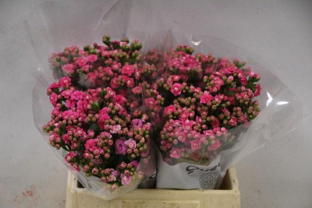 <h4>Kalanchoe sensual pink meadow</h4>