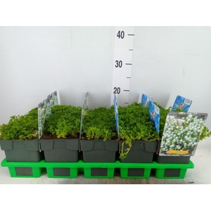 Campanula cochl.