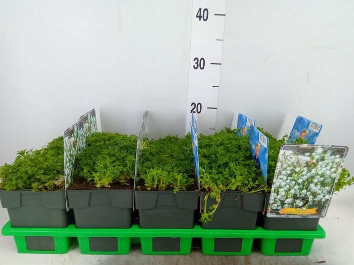 <h4>Campanula cochl.</h4>