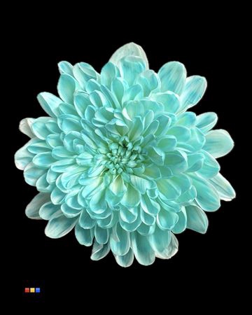 Chr T Altaj Pastel Mint