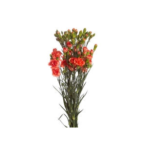 CRAVO SPRAY FIRE FLAME 070 CM