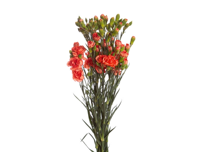 <h4>CRAVO SPRAY FIRE FLAME 070 CM</h4>