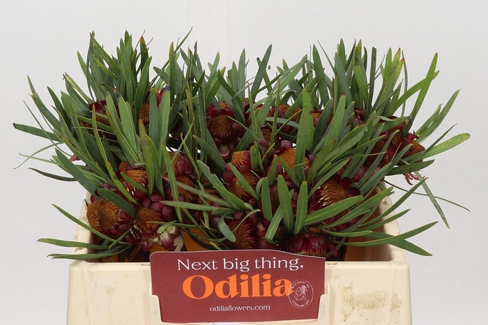 <h4>PROTEA ACUMINATA</h4>