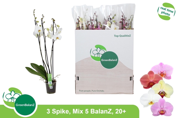 <h4>PHAL GEM 5 KL</h4>