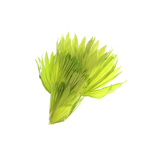 Palm Sun Green