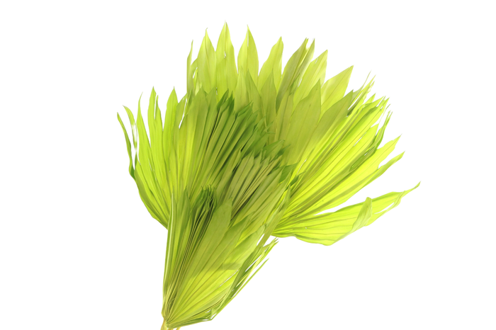 Palm Sun Green